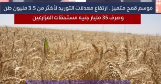 ارتفاع معدلات توريد القمح لأكثر من 3.5 مليون طن وصرف 35 مليار جنيه مستحقات المزارعين