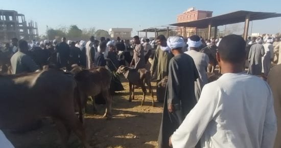 بيطرى الأقصر تنظم حملات مكثفة لفحص الماشية قبل العيد فى الأسواق المختلفة