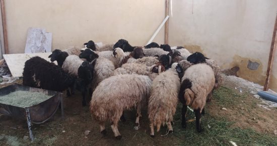 تموين الأقصر توفر "شادر خراف" بسعر 170 جنيها للكيلو قبل عيد الأضحى.. صور