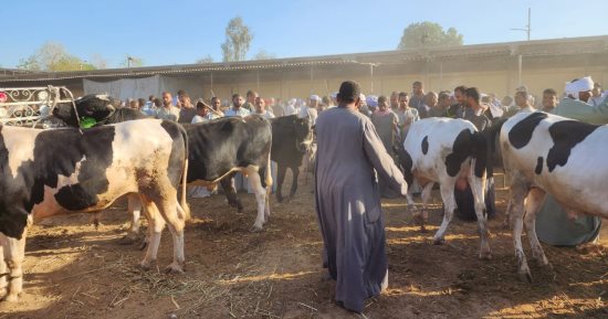 فحص وعلاج 9895 رأس ماشية فى قافلة بيطرية لمعهد بحوث الحيوان بـ4 محافظات
