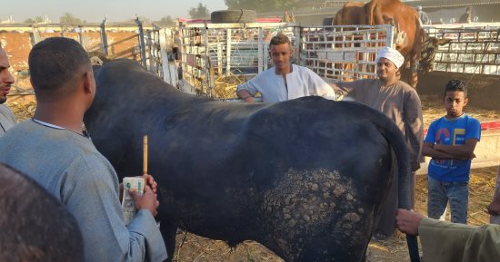 أكبر عجل فى سوق مواشى الأقصر قبل العيد.. يزن 755 كجم وثمنه 105 آلاف جنيه