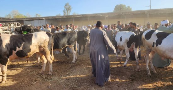 أضاحى العيد.. انخفاض ملحوظ فى أسعار المواشى بسوق الأقصر