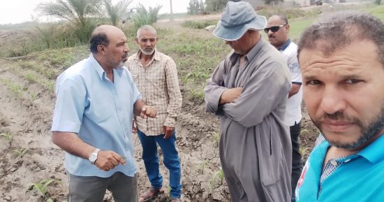 الإدارة الزراعية بالقنطرة شرق تكثف المرور على المحاصيل الصيفية الاستراتيجية
