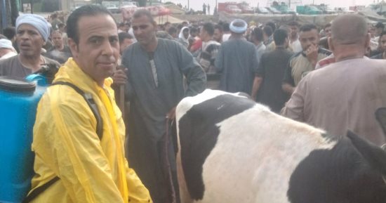 حملات من الطب البيطرى بالجيزة لإحكام الرقابة على أسواق الماشية قبل العيد.. صور