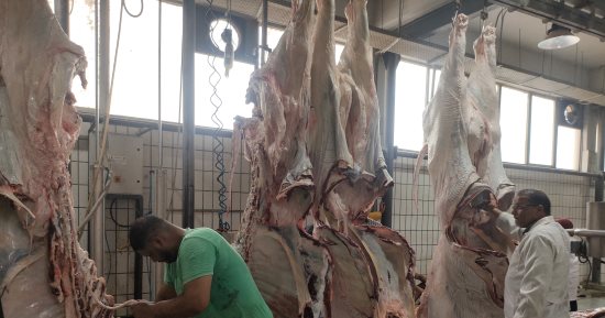 3 مجازر لذبح الأضاحى بالمجان فى عيد الأصحى بالإسكندرية.. تعرف عليها