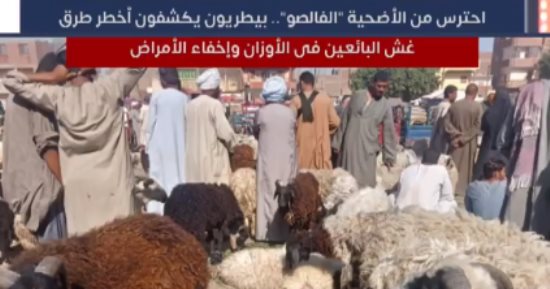 احترس من الأضحية "الفالصو".. بيطريون يكشفون أخطر طرق غش البائعين