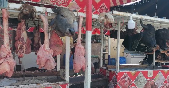 محافظة بورسعيد تستعد لعيد الأضحى بالعديد من المبادرات ومنافذ بيع اللحوم.. صور