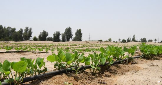 استصلاح 1000 فدان جديد ضمن مشروعات الأمن الغذائى فى قنا