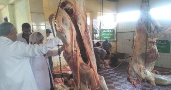 ذبح 30 رأس ماشية على مدار أيام العيد وتوزيعها على مستحقيها بمراكز ومدن الشرقية