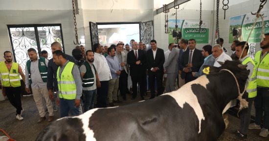 محافظ بنى سويف يشهد ذبح الأضاحى بإجمالى 200 رأس لتستفيد منها 30 ألف أسرة