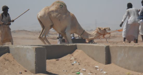 "الكلة" مهنة الشحن والتفريغ فى سوق الجمال ومنافذ حلايب وشلاتين.. صور 