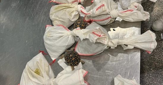 جمارك مطار القاهرة تحبط محاولة تهريب 73 ثعبانًا بحوزة راكب مصرى.. صور