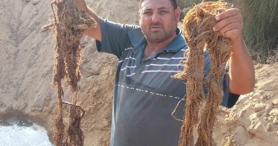 رئيس مياه القناة: استخراج جذور الأشجار من شبكات منطقة المنشار ثان أيام العيد
