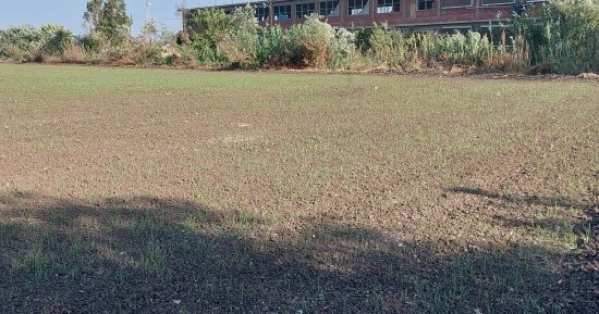 مزارعون يطبقون طريقة زراعة الأرز بنظام التخضير بالمحلة.. ويؤكدون: يوفر 40% من مياه الرى.. الطريقة لا تحتاج لرى الأرز إلا بعد 40 يوما من زراعته وتوفر الأسمدة.. ووكيل الزراعة:زرعنا 70% من المساحة المخصصة للمحافظة