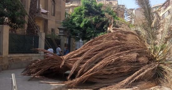 تفاصيل عودة الكهرباء لمنزل الأديب الراحل عباس العقاد بمصر الجديدة بعد رفع نخلة سقطت بالحديقة