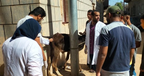 "بيطرى قنا" يناظر 302 حيوان وطائر خلال قافلة بيطرية مجانية بقرية المراشدة