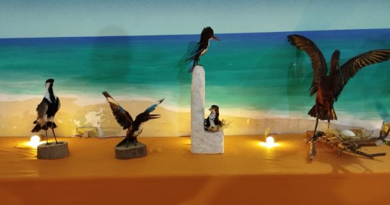 إبداع صعيدى.. جماليات متحف الطيور المحنطة بنجع حمادي