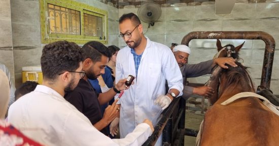 كلية الطب البيطري جامعة الإسكندرية تطلق قافلة بقرى أبيس بالمجان