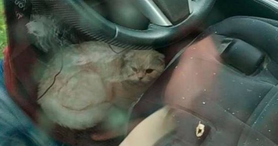 قطة تنجو من موت محقق بعد سقوطها من الدور الـ23 بمبنى شاهق فى روسيا