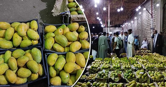 الكل كسبان.. القناوية أكبر تجمع لبيع المانجو فى الصعيد.. مزاد يومى وأصناف مختلفة وأسعار رخيصة.. البلدى والعويس والصديقة أشهر الأنواع.. والأسعار تبدأ من 10 جنيهات وحتى 25 جنيها للكيلو حسب النوع.. صور