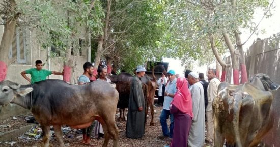 قافلة بيطرية بالتعاون بين طب بيطرى وجامعة كفر الشيخ ضمن حياة كريمة   