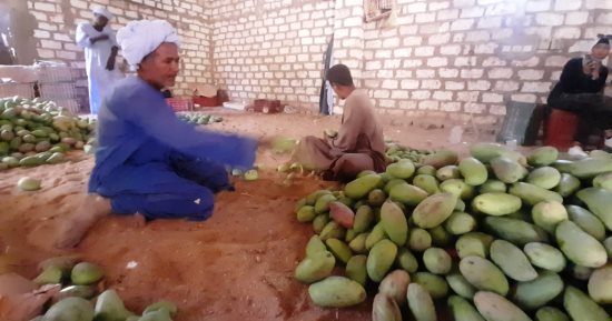 "أبو طالب" أقدم مزارعى المانجو فى أسوان.. 70 سنة خبرة فى زراعة "ملكة الفواكه".. بدأ إنتاجها مع جده ويأتى يوميا إليها مع أحفاده.. ويؤكد: يوجد لدينا نحو 56 صنفاً مختلفاً من أنواع محلية أو أجنبية.. صور