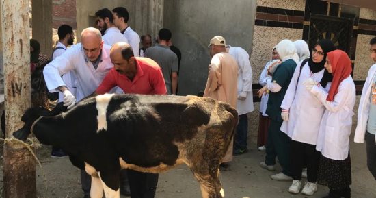 تحصين 59 ألف رأس ماشية ضد الحمى القلاعية والوادى المتصدع بكفر الشيخ