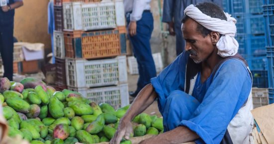 العمر طاقة.. "أبو طالب" 70 سنة خبرة فى زراعة المانجو فى أسوان