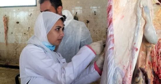 تطبيق برنامج التدريب الميدانى لطلاب كلية الطب البيطرى بجامعة العريش