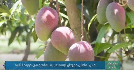 إعلان تفاصيل مهرجان الإسماعيلية للمانجو فى دورته الثانية