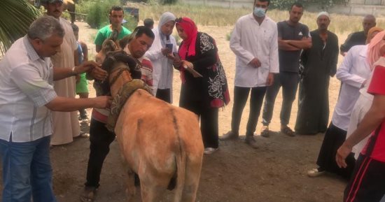 علاج 103 رؤوس من الفصيلة الخيلية فى قافلة بيطرية بكفر الشيخ واستمرار القوافل بالقرى