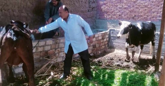 محافظ المنيا: استمرار فعاليات الحملة القومية للتحصين ضد الحمى القلاعية 