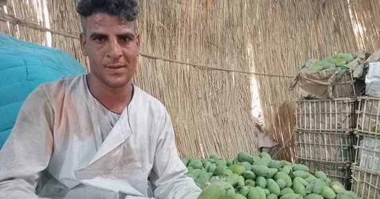  10 صور ترصد العمل فى مزارع الأقصر بموسم حصاد وفرز المانجو قبل طرحها لأسواق مصر