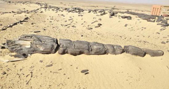 "الغابة المتحجرة" منطقة أثرية تقع بجبل قطراني فى الفيوم منذ 34 مليون سنة.. صور