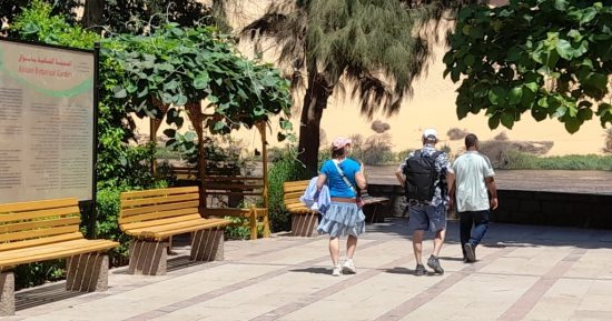 سبحان الخالق المبدع.. 7 أشجار نادرة تسمع عنها لأول مرة فى أسوان.. "النخيل الملوكى الأبيض" يصل ارتفاعه إلى 30 مترًا.. والجاك فروت تنتج ثمرة وزنها 36 كيلو جراما.. واحذر من المشى ليلاً بجوار شجرة "الشيطان".. صور