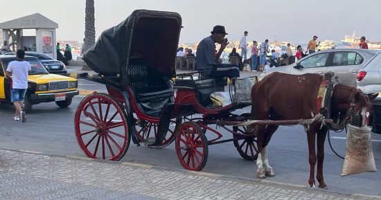 على أرضها اتمخطر يا أسطى.."الحنطور" الإسكندرانى فسحة المصيفين بعروس المتوسط.. مواصلات زمان تحولت إلى وسيلة للفسحة.. جولة على الكورنيش من القلعة للمكتبة بـ 50 جنيها.. وأصحابها: نعتمد على القادمين من الخارج.. صور