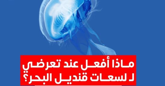 ماذا أفعل عند تعرضى للسعات قنديل البحر؟.. الصحة تجيب
