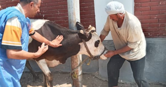 قافلة بيطرية بالمحسمة الجديدة بالإسماعيلية