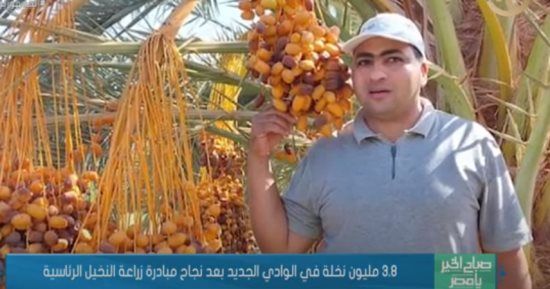 وكيل وزير الزراعة بالوادى الجديد: زرعنا ما يقارب 4 ملايين نخلة بمبادرة زراعة النخيل