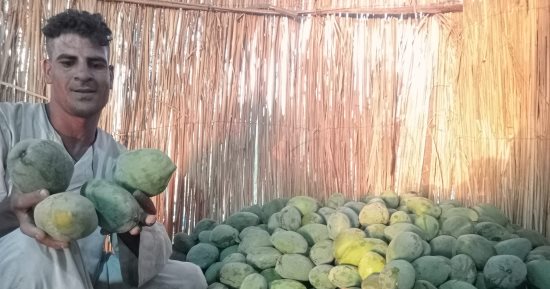 موسم جنى ثمار  المانجو فى مزارع الأقصر