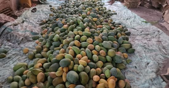 جبال المانجو من مزارع غرب الأقصر جاهزة لغزو الأسواق والشوادر فى مصر.. مزارعون: المانجو فى الصعيد الأفضل لأنها تروى من النيل مباشرة وتطرح بطعم مميز.. ويؤكدون: العمال يحصدونها صباحا وتنقل للمخازن للفرز والتعبئة