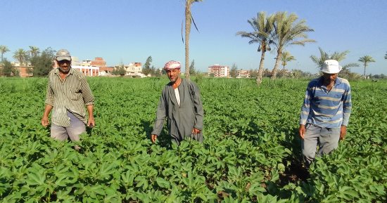 كل ما تريد معرفته حول الجهود الدولية لتنمية وتطوير زراعة القطن وتصنيعه