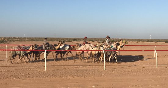 تواصل الاستعدادات لاستقبال بطولة سباقات هجن جديدة بالعلمين    