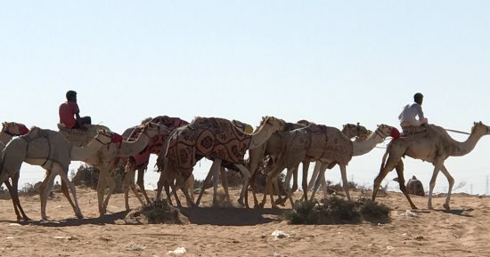 893 جملا تشارك فى سباق الهجن بالعلمين