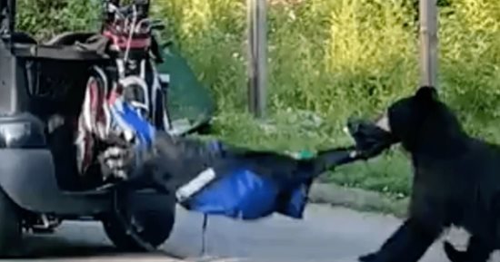 فيديو يوثق سرقة دب لحقيبة جولف وهروبه داخل الغابة فى كندا 