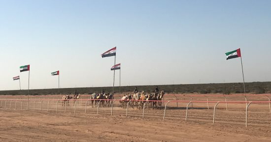 مدينة العلمين على موعد مع فعاليات جديدة لأقدم رياضة عربية.. 900 جمل من كل محافظات مصر تستعد لأقوى سباق على الساحل الشمالى.. المئات من ملاك الإبل وعشاق مسابقاتها يتوافدون على المضمار ويقيمون معسكرات تدريب وإقامة