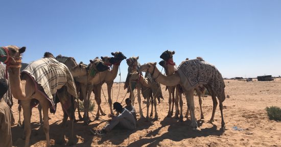 انطلاق فعاليات سباقات الهجن بمدينة العلمين مساء اليوم
