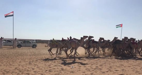 جمال من كل المحافظات تواصل تنافسها على لقب سباق الهجن بالعلمين.. صور