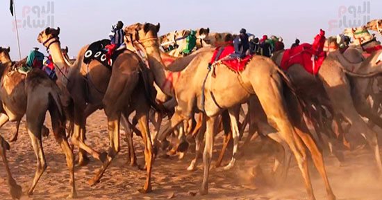 العالم علمين.. فعليات مضمار سباق الهجن فى العلمين الجديدة 