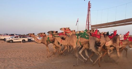 العالم علمين.. تنافس مثير وأجواء تراثية تجذب الجماهير فى مهرجان الهجن.. ملاك 900 جمل يتنافسون على 32 جائزة.. والاتحاد المصرى: السباق يؤكد اهتمام الدولة برياضة الهجن.. وتسهم فى الحفاظ على السلالات الأصيلة.. صور